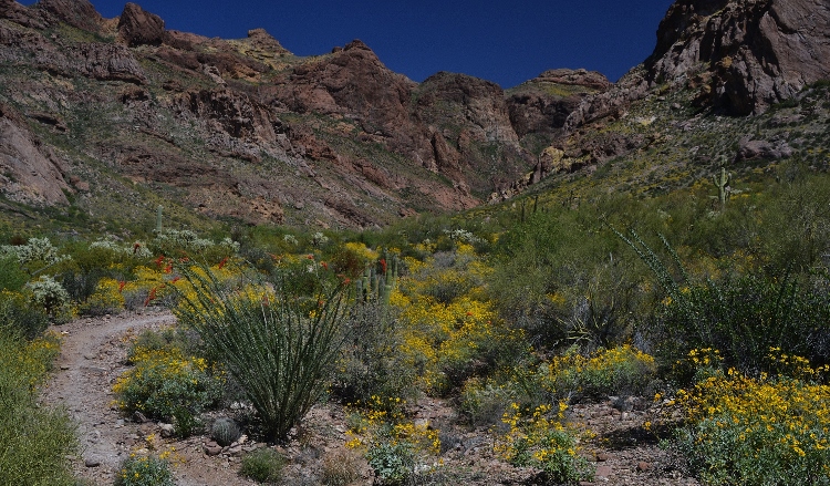 desert floor